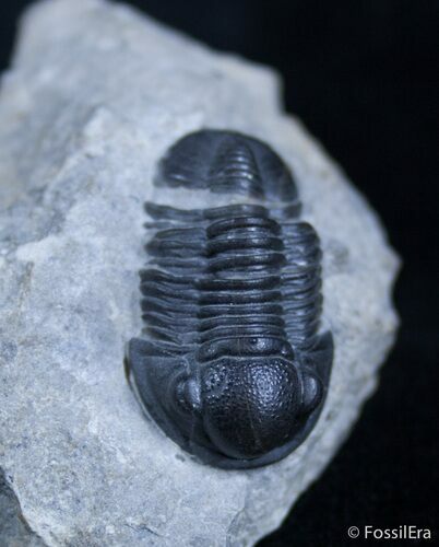 Small Gerastos Trilobite From Morocco #2090